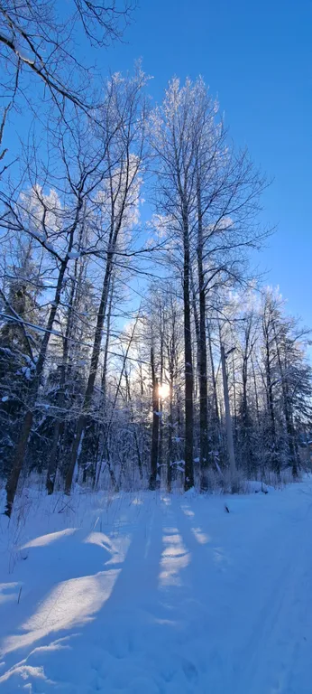 Дом в дубах