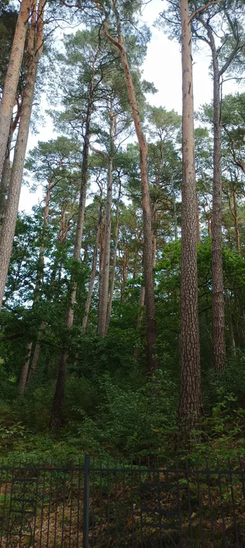 Квартира 1-комнатная Квартира — Светлогорск