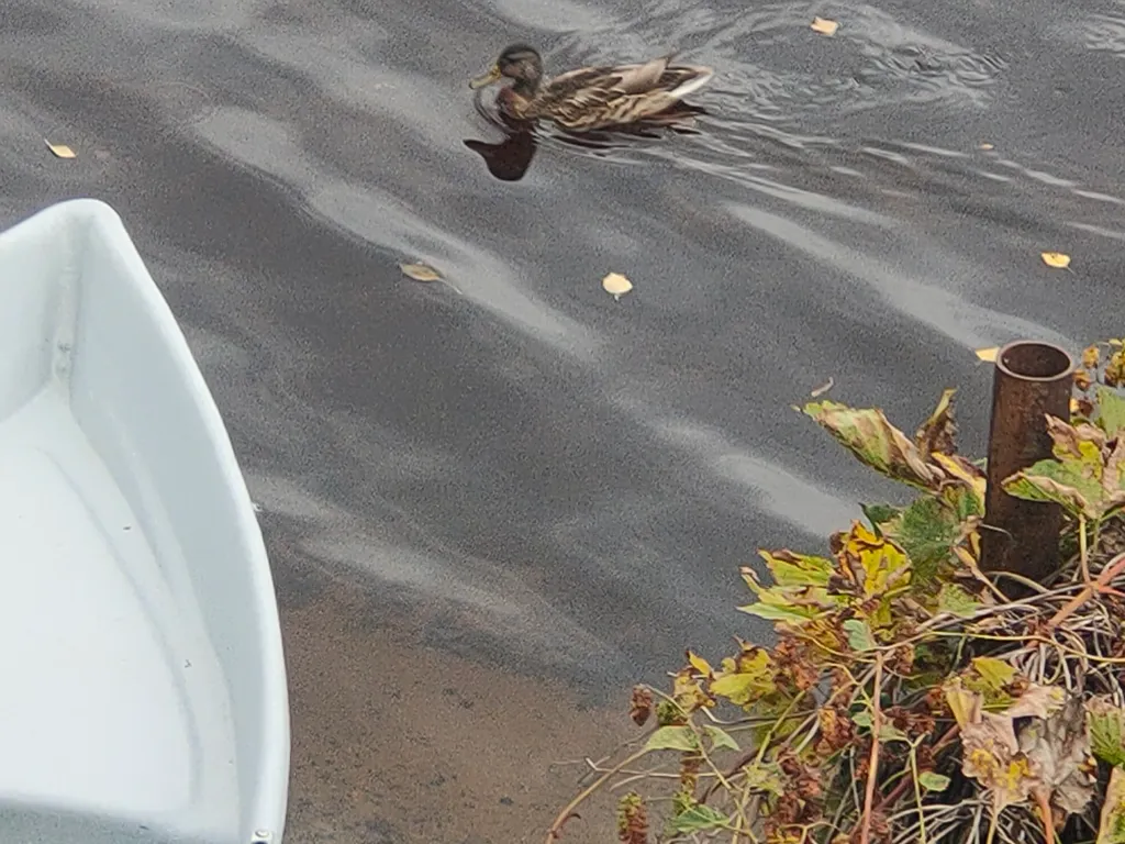 Дом на берегу озера без соседей