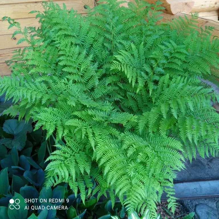 Дом на берегу реки чемал