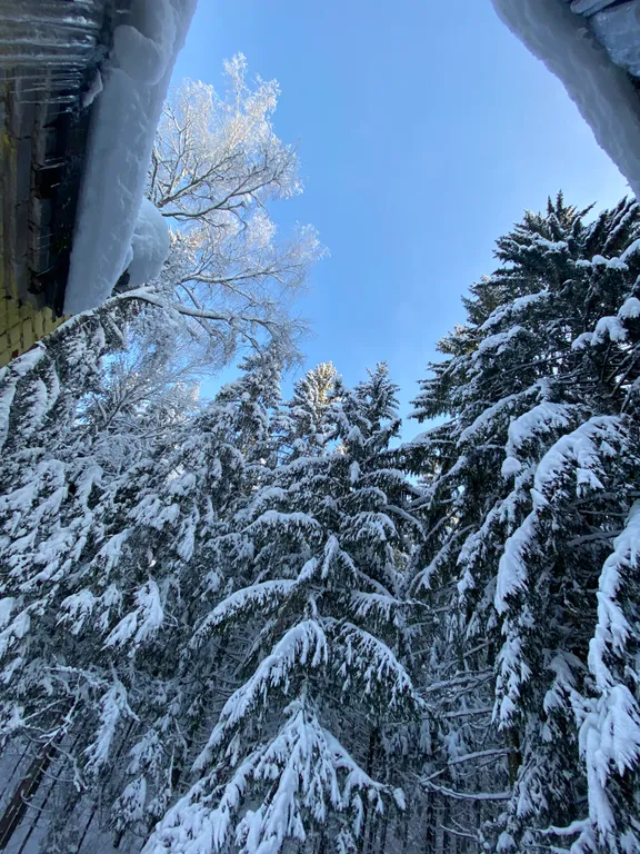 Уютный коттедж в лесу, недалеко от города Витебск