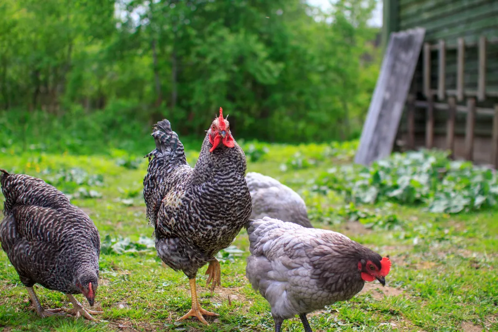 Дом под липой