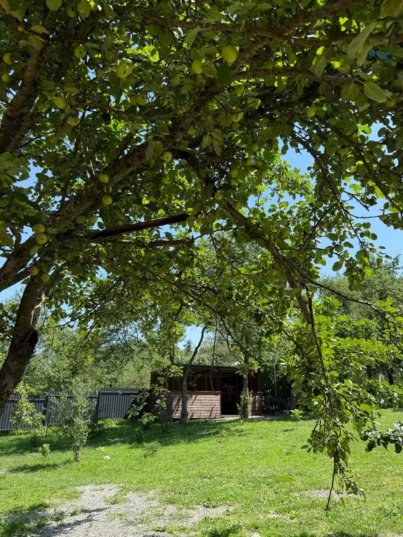 Коттедж с видом на лес