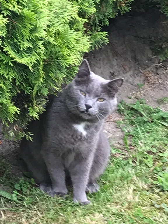 Коттедж Коттедж Лайтхаус Кот Маркиз 1А — Зеленоградск