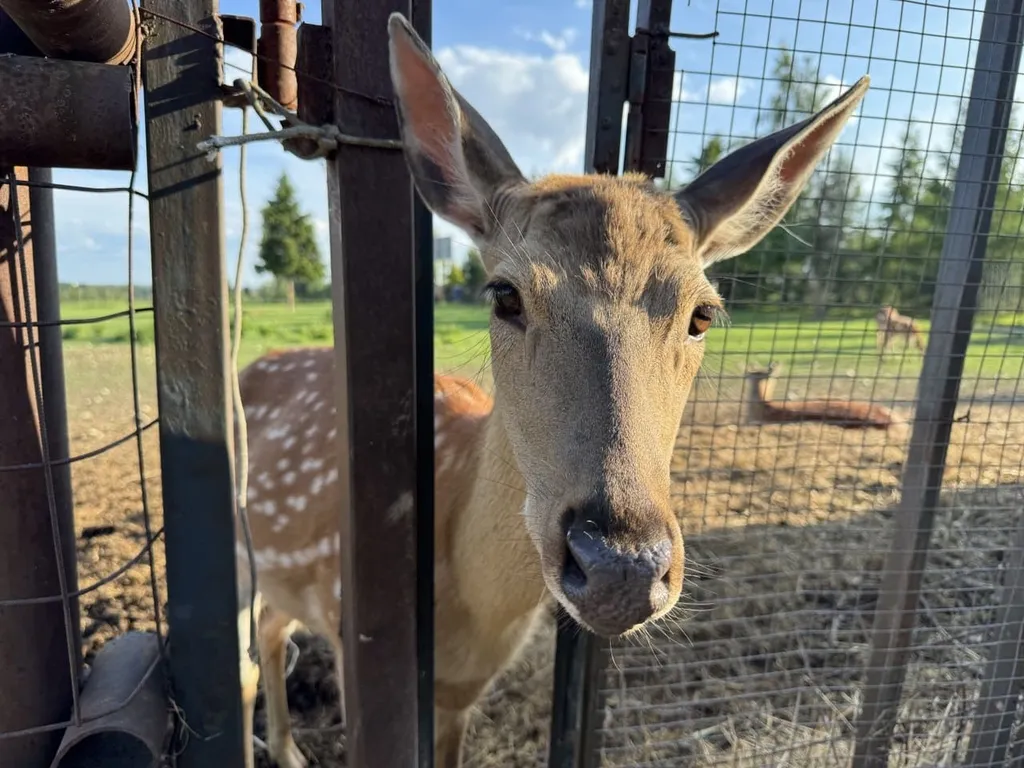 Современный барн вблизи лучших склонов Подмосковья