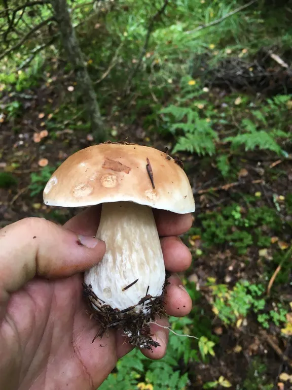 Коттедж Уютный минидом у реки — Тосно