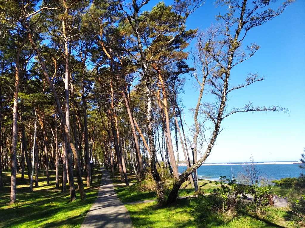 Первая линия у моря в сосновом бору