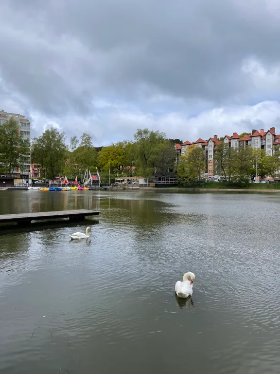 Уютная квартира с видом на озеро и сосновый лес