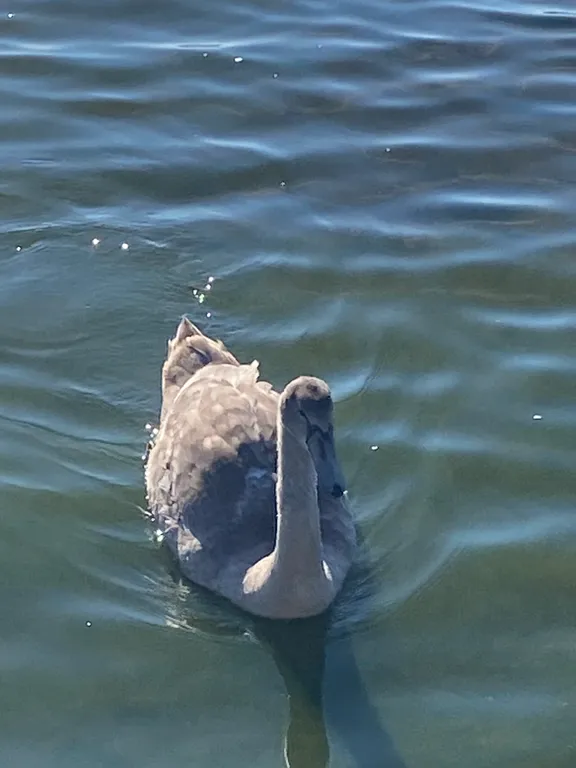 Уютная квартира на границе Беларусь и Латвии