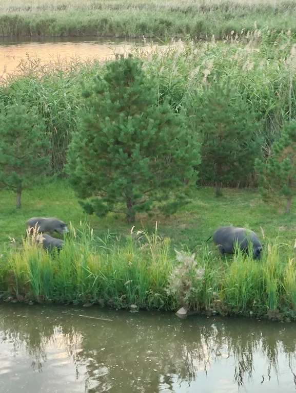 Дом у пруда