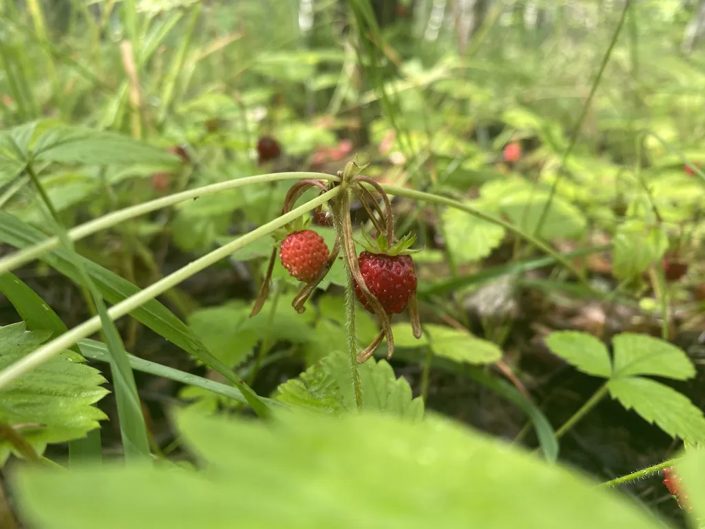 Домик ЧЕРНИКА. Большой пруд с пляжем в глэмпинге "Усадьба Ягодное".