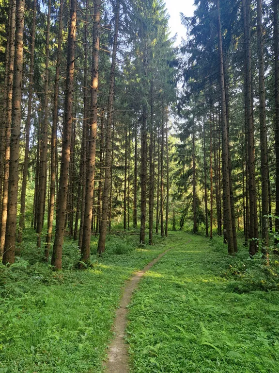 Дом с финской сауной внутри дома с большой беседкой и барбекю