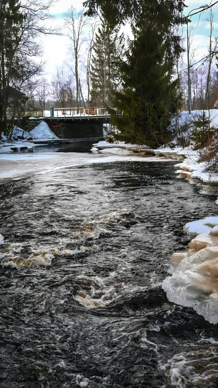 Новый дом в лесу
