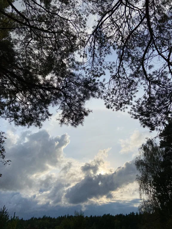 Дом в окружении соснового леса