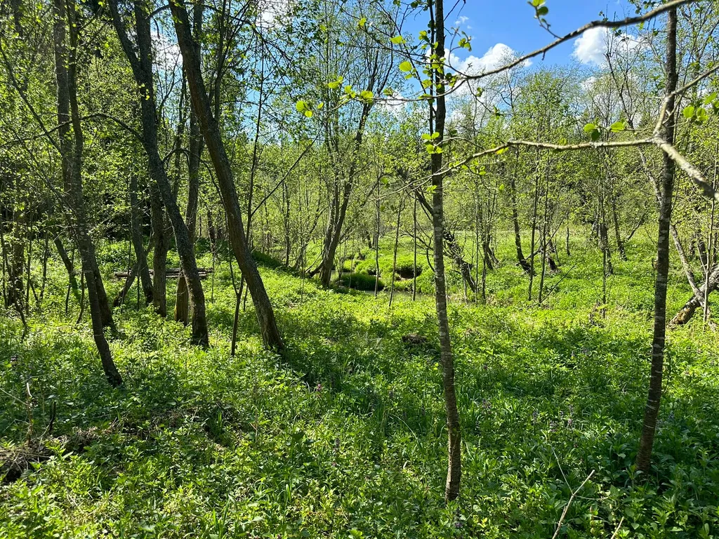 Маленький домик в лесу на Живописной улице
