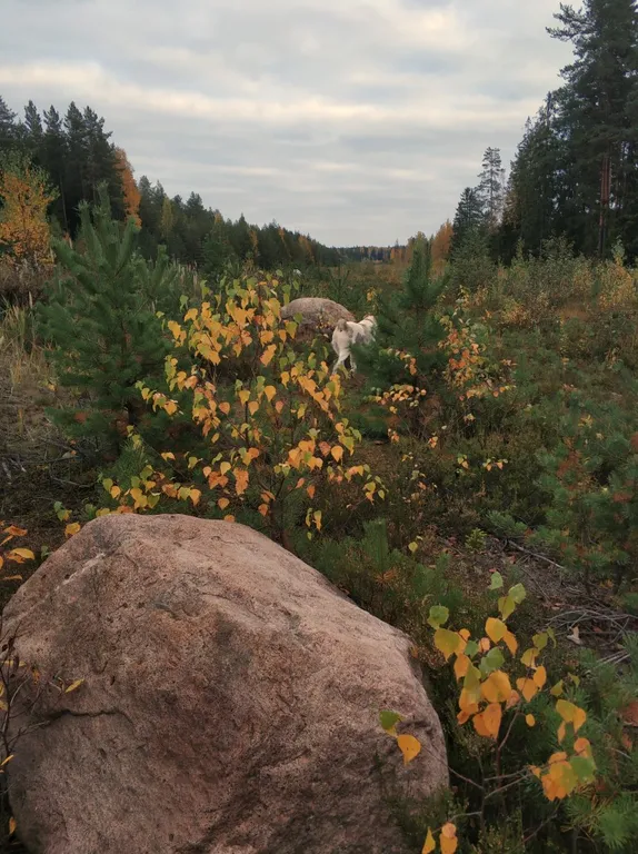 Вилла с гриль-верандой, сауной, купелью и джакузи