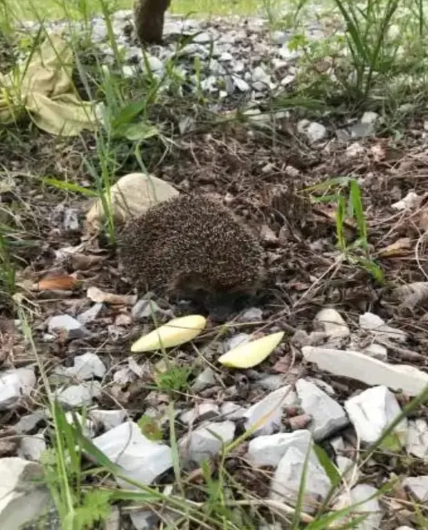 Уютный коттедж в лесу на берегу реки