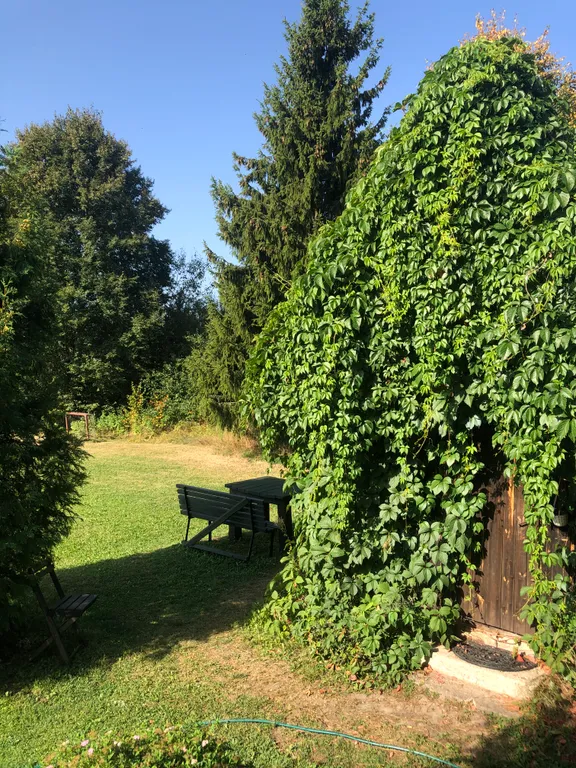 Маленький дом увитый виноградом