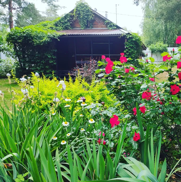 Дом под соснами