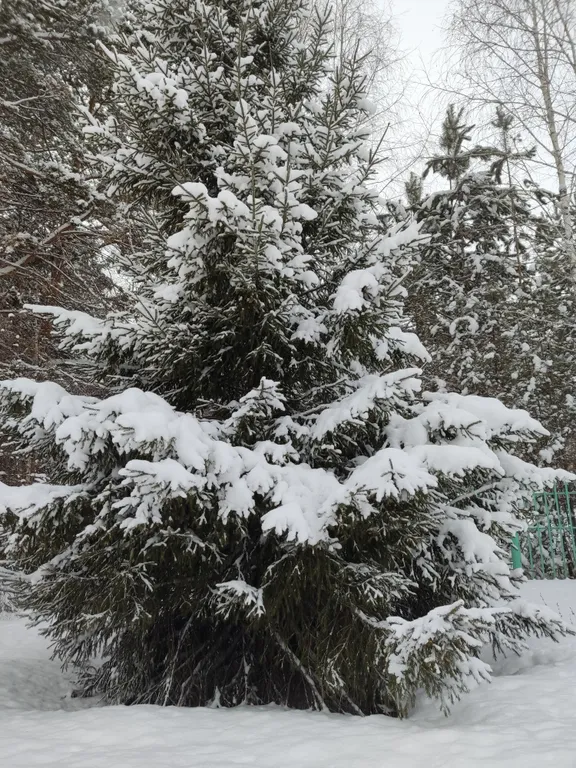 Апартаменты в соснах