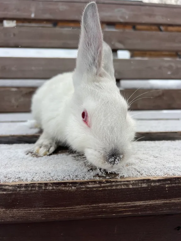 Дом с баней в липах
