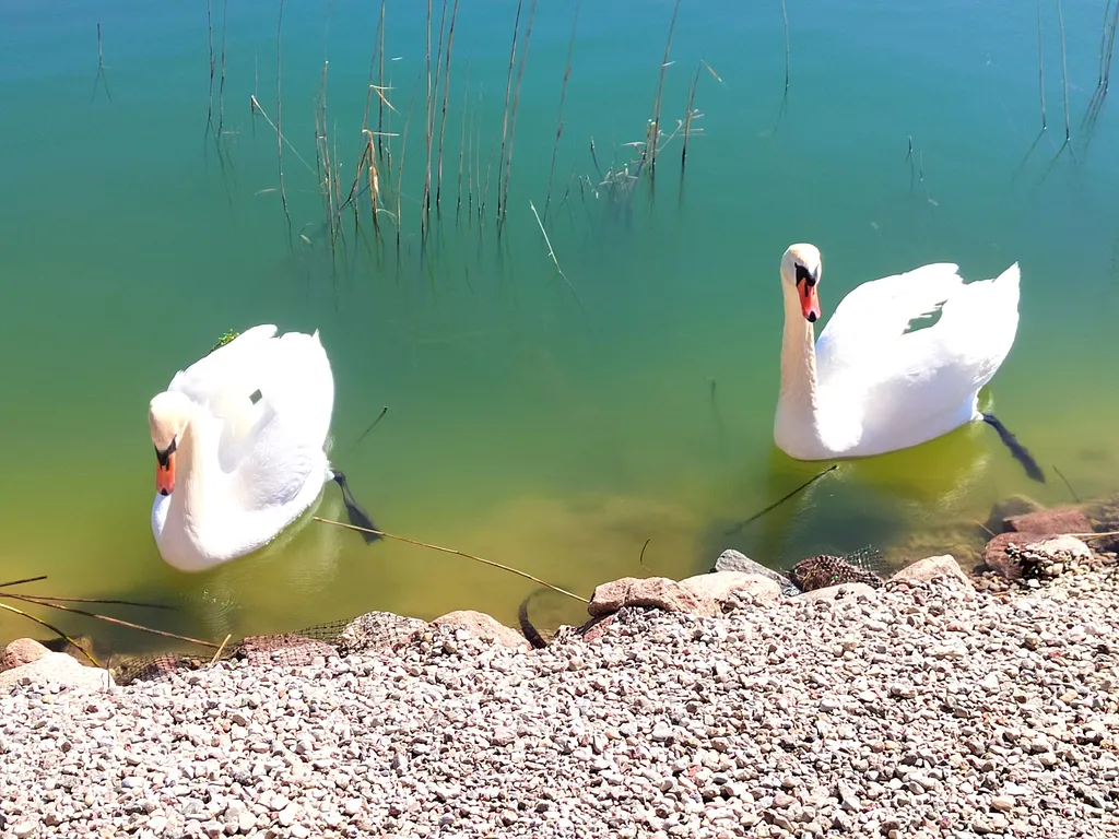 Коттедж Дом на берегу озера с банным чаном — Сокольники