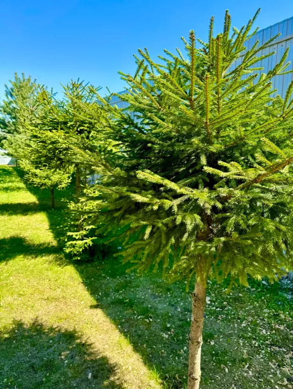 Уютный дом с большой территорией