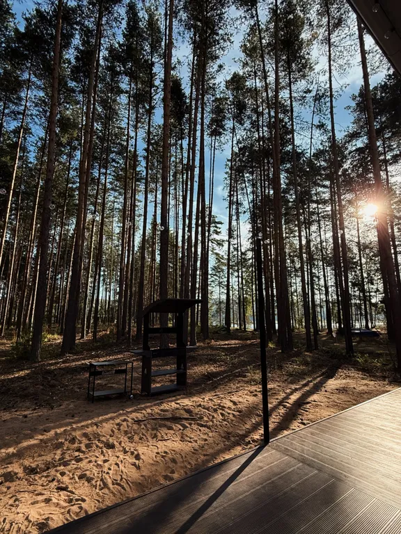 Белый дом и сосны