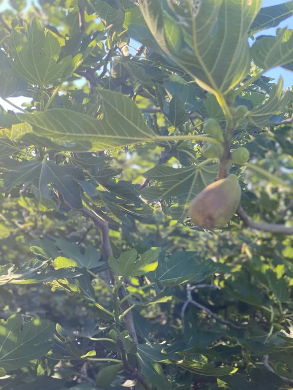 Удобный просторный уютный дом с панорамным видом на море