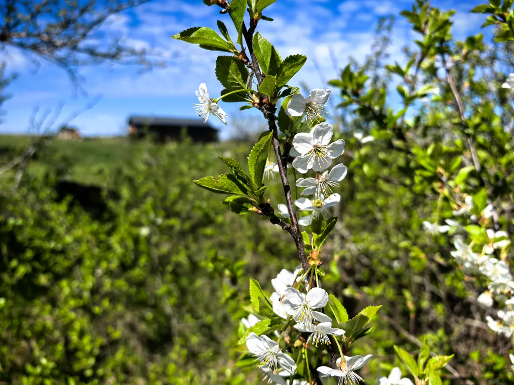 Двухместный дом с террасой