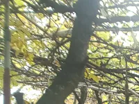 Диана