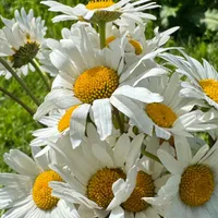 Екатерина  Талызинская