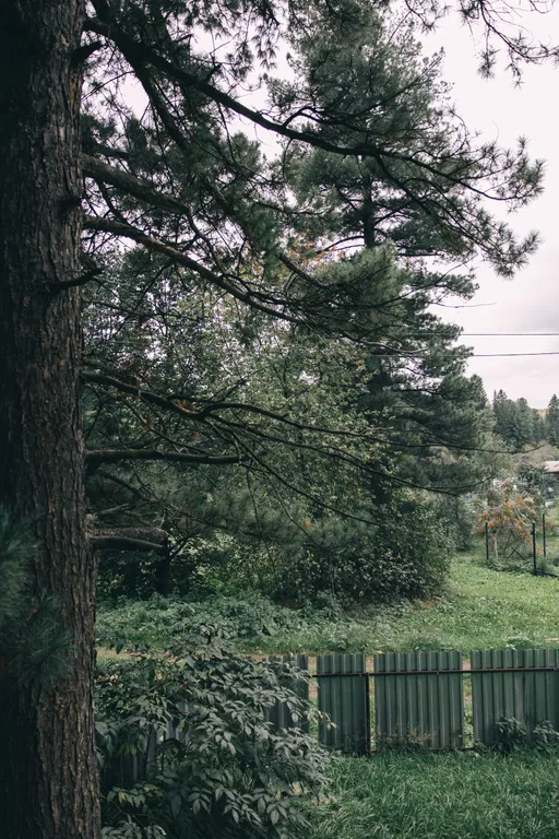 Уютный домик в кедровом лесу