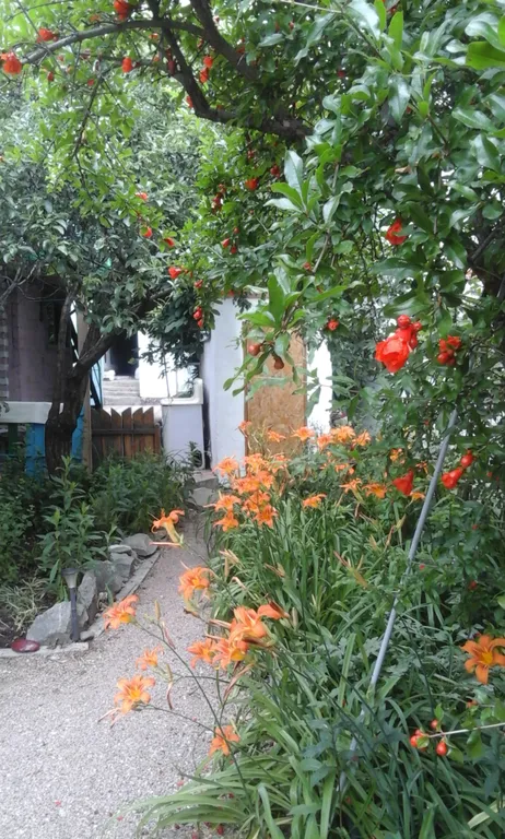 Дом с гранатовым деревом