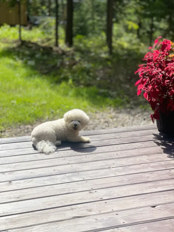 A-frame Вудлэнд