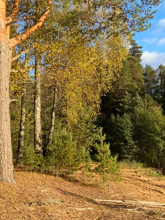 Уютная квартира на границе Беларусь и Латвии