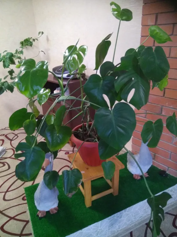 Квартира Комфорт — Лодейное Поле