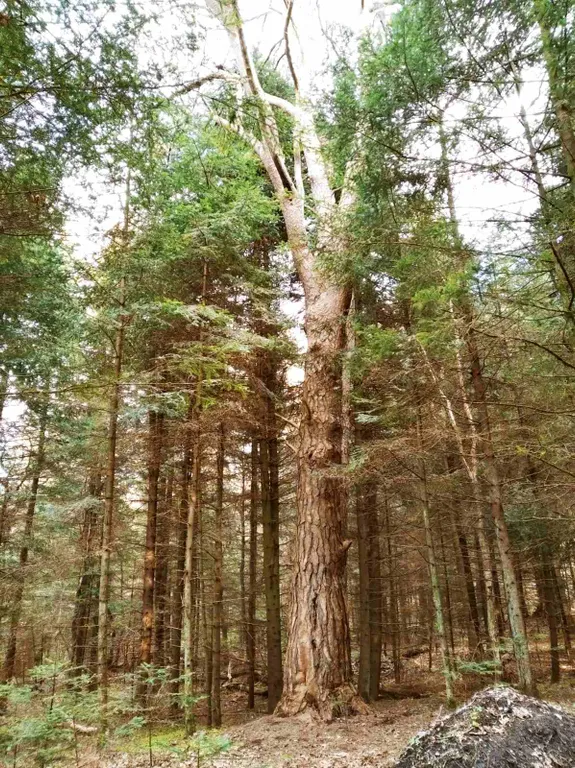 Квартира 1-комнатная Квартира — Светлогорск