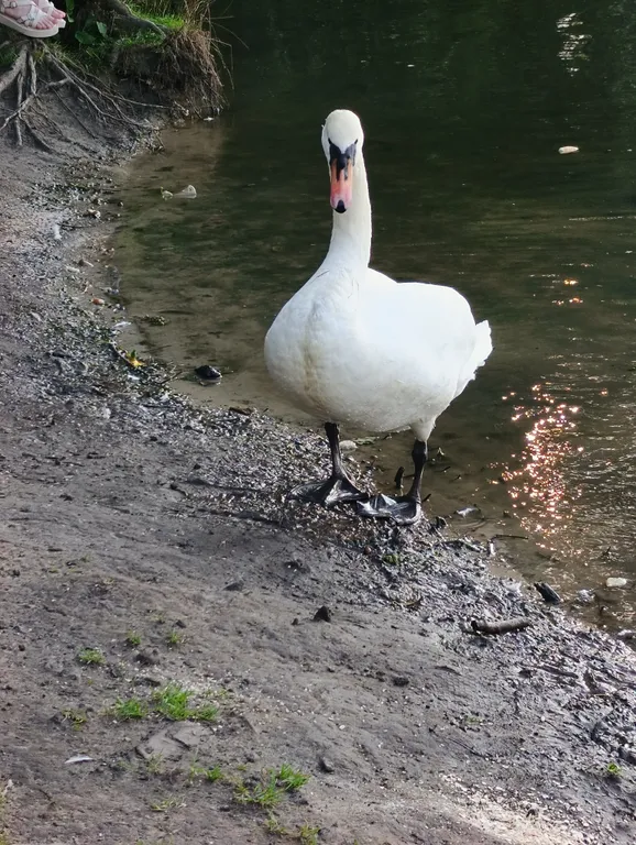 Квартира Апартаменты с видом на парк — Калининград