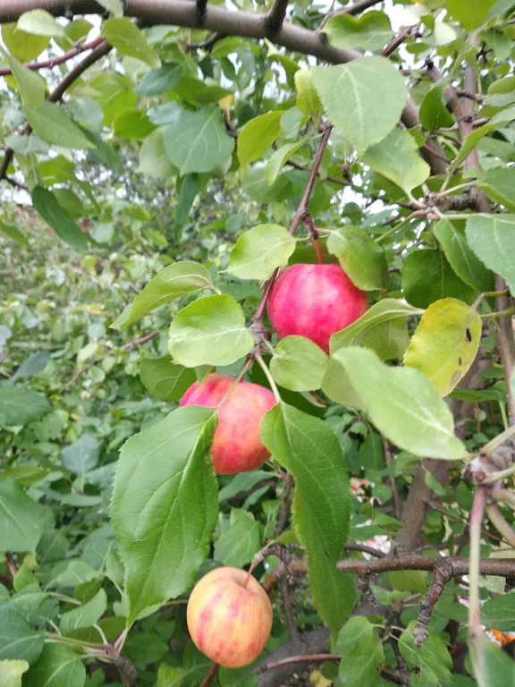 Дом для семейного отдыха с баней на дровах