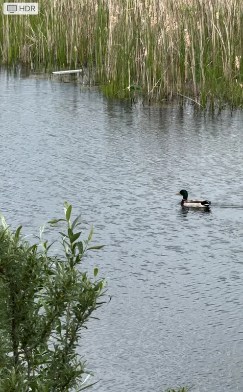 Новый год свободен