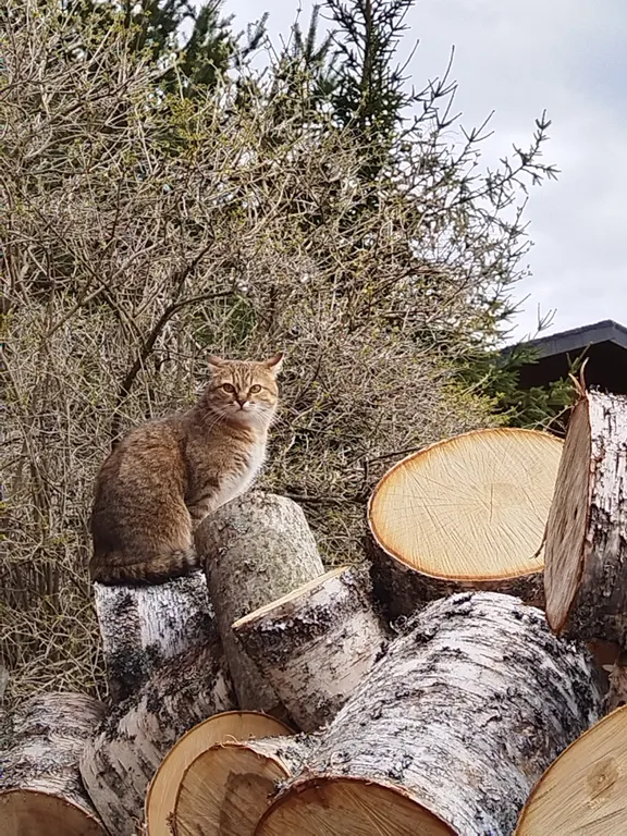 Агроусадьба Ивановых, старый хутор Тауно Туоми