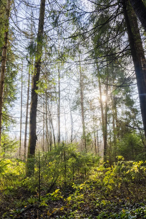 Дом для двоих в сосновом лесу