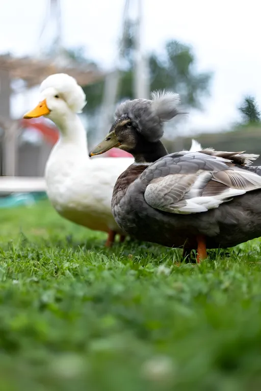 Индейский домик (типи) на Семейной мини-ферме Фазенда