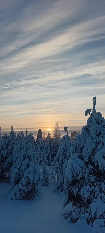 Утро в сосновом бору у озера