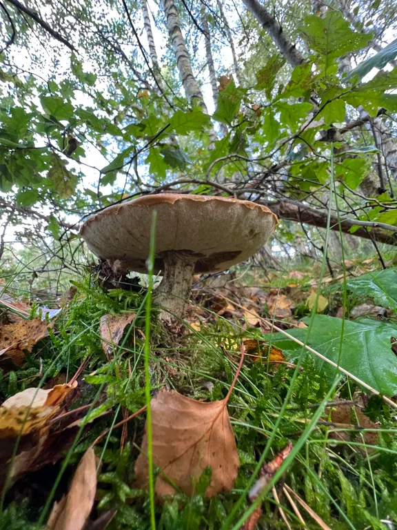 Коттедж Гостевой Дом Ветрово — Сосновка