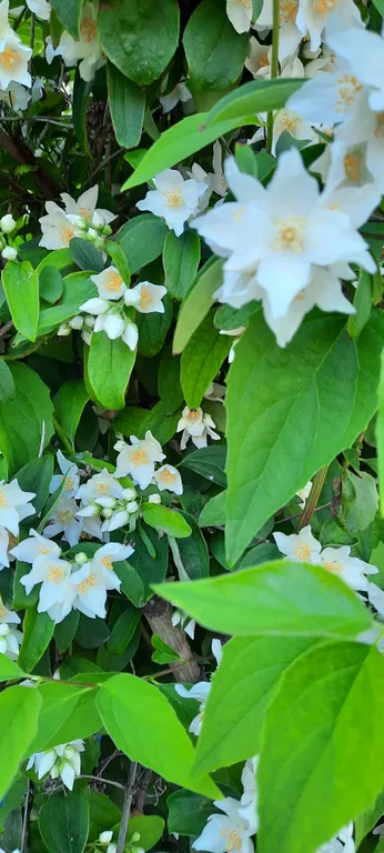 Коттедж 2-комнатный Дом — Кучугуры