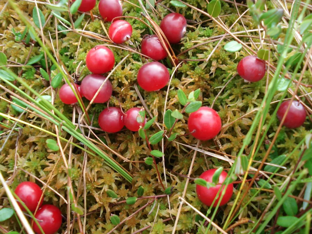 Коттедж Гостевой дом Русь Карелия — Микли