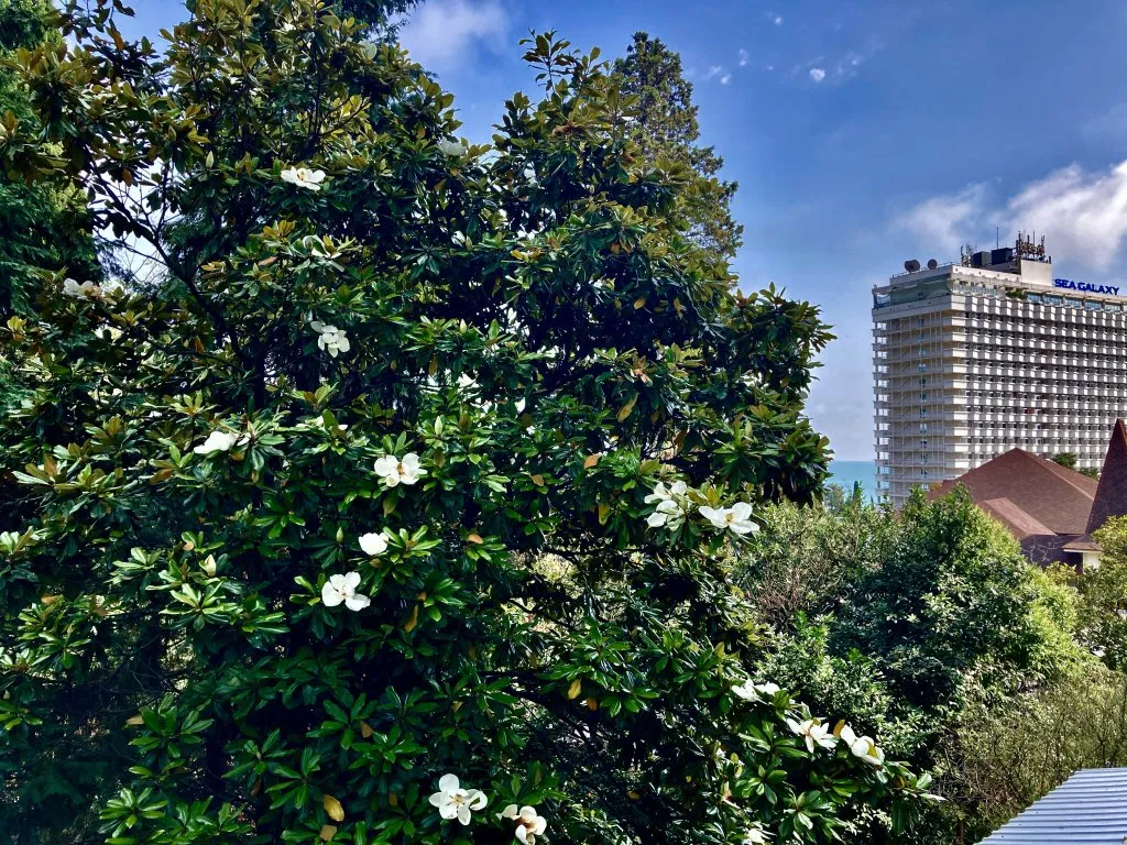 Квартира Апартаменты Светлана-Центр с видом на сад магнолий — Сочи