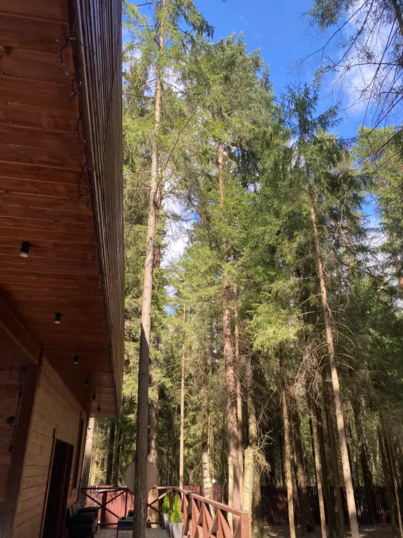 Уютный дом с баней в лесу